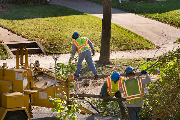 How Our Tree Care Process Works  in Miamitown, OH